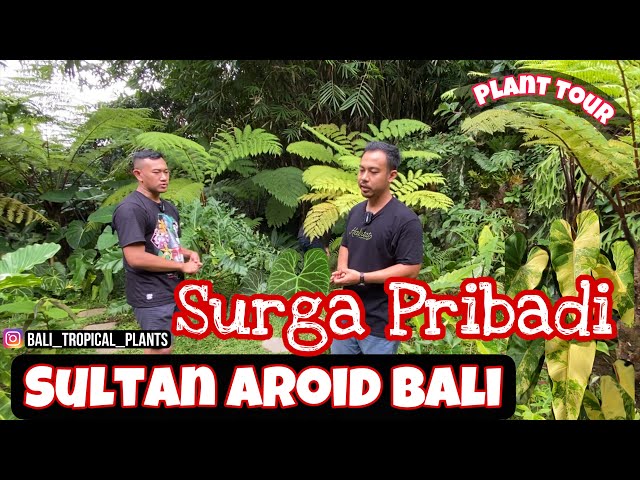 Plant Tour ke BALI TROPICAL PLANTS !SULTAN AROID BALI #aroids#anthurium class=