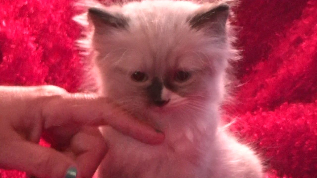 3 Older Ragdoll Kittens Available June 13 2017 A Ragdoll