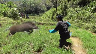 3 hari perjuangan berburu || babi hutan terjebak di jalan dan di dalam sawah ||