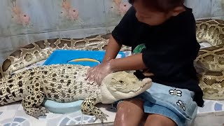 Ein Krokodil als Haustier? Dieses kleine Mädchen verwöhnt gerne Reptilien