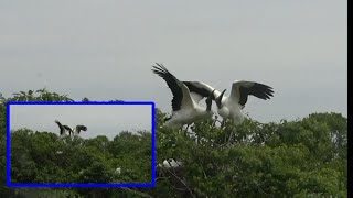 2. The View of Breeding Progress by Waterbirds:   Wood Storks Mating Ritual.