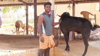 Salem Black Goat, Biggest Goat Farm in Mecheri,Salem,Tamilnadu #goatmarket #goatsales #goatfarming