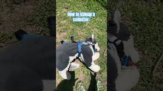 New ESSA trend? #dog #essa #minecraft #shorts Details