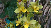 Orquídea conhecida como rabo de tatu - thptnganamst.edu.vn