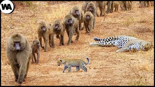 ¿Por Qué Los Babuinos Matan A Los Leopardos Y Dejan En Paz A Sus Hijos?