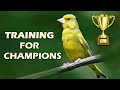 Yellow canary 12h the best training song