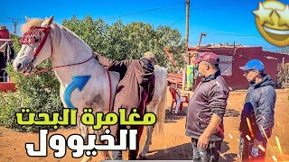 مغامرة البحت عن الخيوول في بوادي مدينة الدار البيضاء اجي تشوفو كيف كتكون تجارة الحايفية مع الكسابة