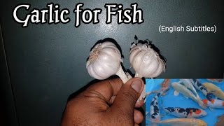 Garlic  Excellent Ingredient for pet fish