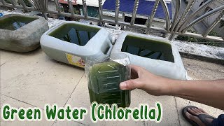 How To Make Green Water Chlorella Easy Green Water Culture