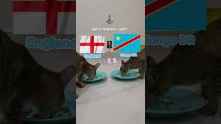 #football #worldcup #suncats #funnyanimal #funny #kitten #pets #cat #miaomiao #cute #mycat