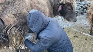 Yak, Sheep & Goats : Lifeline of Nomads in Ladakh