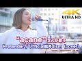 【4K】“acane” Pretender / Official髭男dism（cover）4K動画