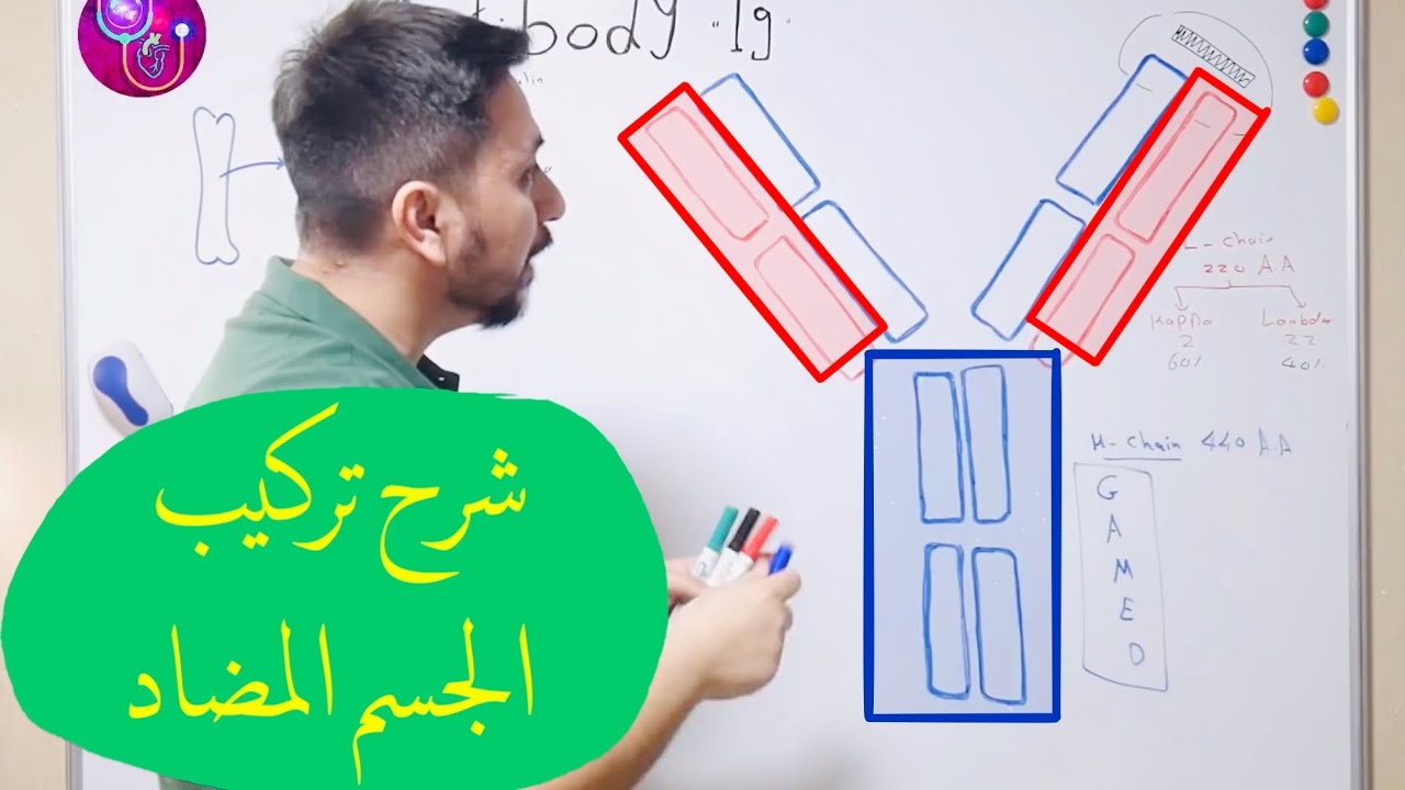 ما هو تركيب الجسم المضاد المناعي ؟ Antibody Structure