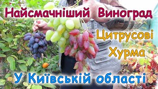 Найсмачніший виноград збираємо у жовтні. Лимони, мандарини та хурма у Київській області