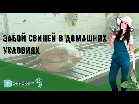 Способы забоя свиней в домашних условиях