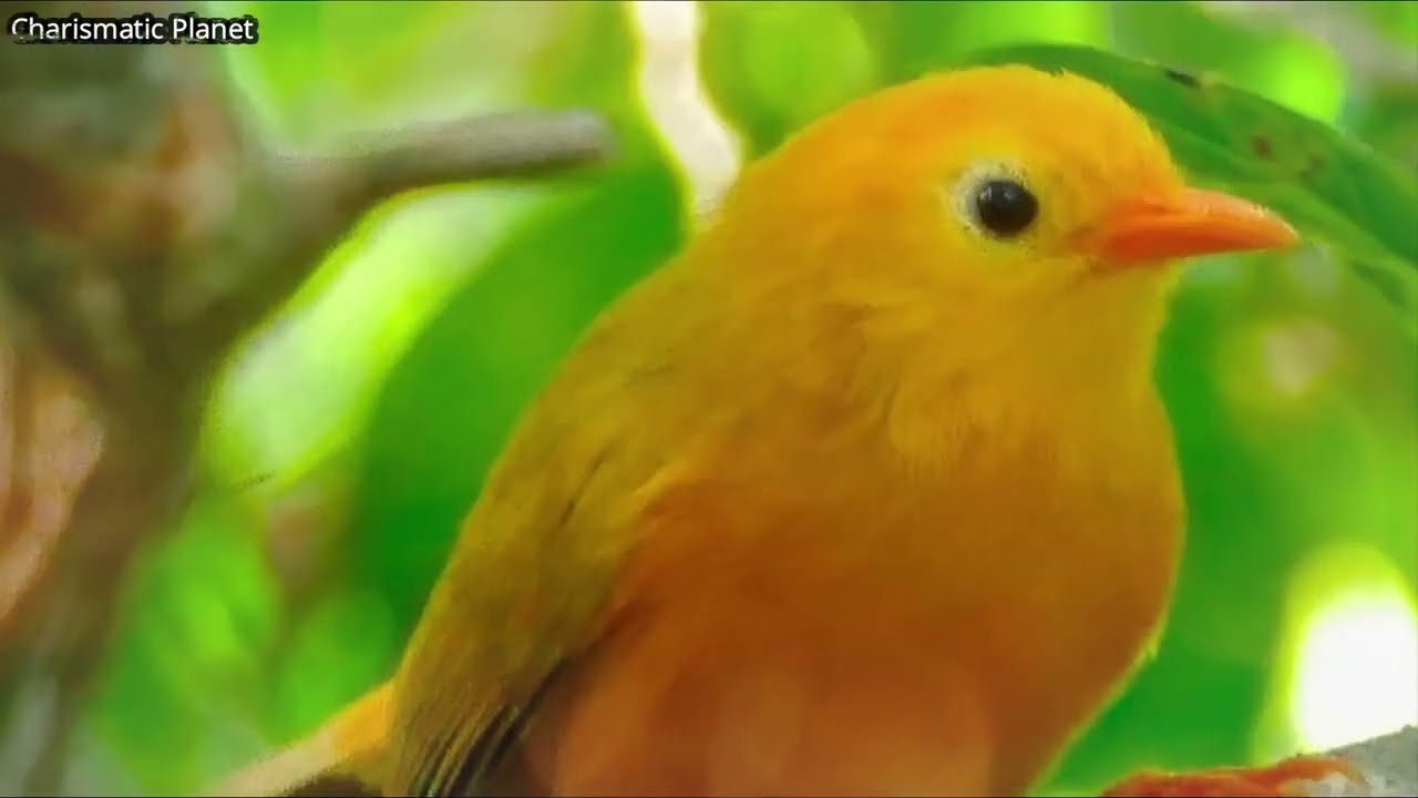 Golden white eye (Cleptornis marchei) / Anteojitos Dorado / Gylden Brillefugl