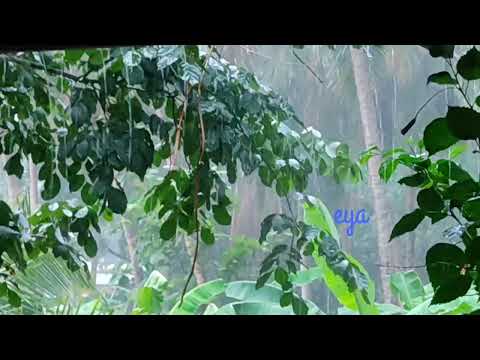 Rain song | Nanayanamee chattu mazhayil | നനയണമീ ചാറ്റു മഴയിൽ...