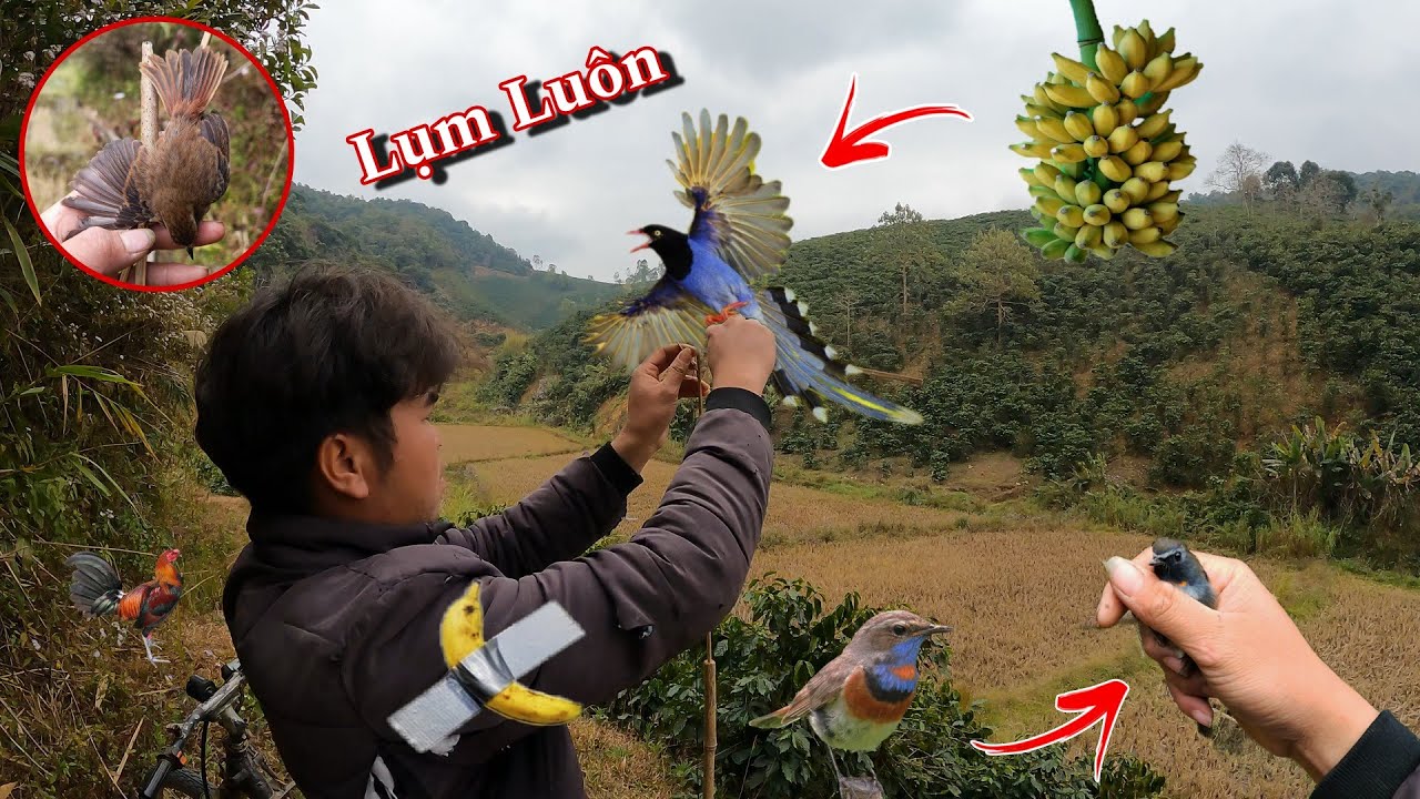 Chim Phượng Hoàng Đất, Bất Ngờ Được Bé Chim Lạ | Hiếu Còi TV