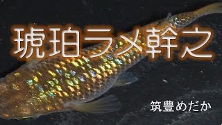 ［筑豊めだか］　琥珀ラメ幹之　（虹色ラメ幹之）