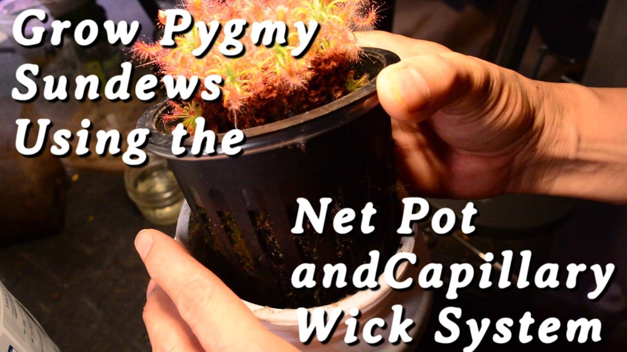 Grow Pygmy Sundews Using the Net Pot and Capillary Wick System