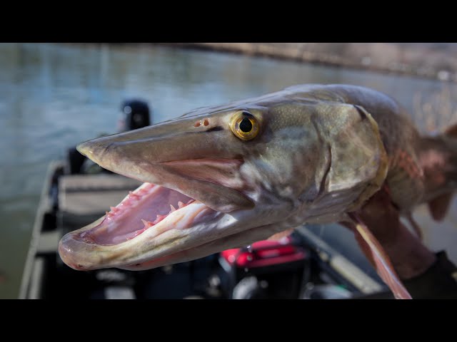 Hunting for Musky on the Upper James River