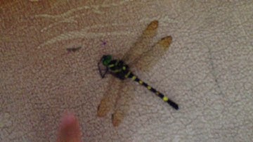 Chú chuồn chuồn ngô xinh quá