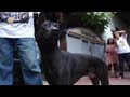 หลังอาน หางดาบ (Thai Ridgeback)