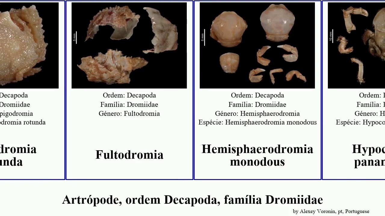 Artrópode, ordem Decapoda, família Dromiidae japonica rotunda arthropoda marquesas nodosa dormia