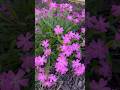 Native Wild Pink + Hosta 🌸 | Plant Notes