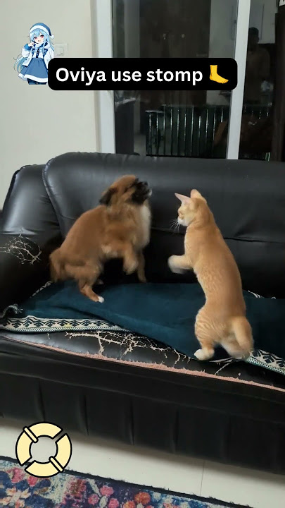 Bruno vs. Ovi: Ultimate Pokémon Showdown 🐾⚡ @Ovitheshiranian