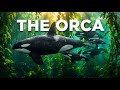 Orca: Killer Whale Strategy @Wildpulse-z3l