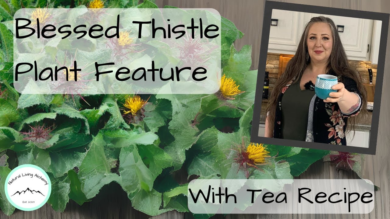 Blessed Thistle: The Forgotten Medieval Super Plant with Recipe