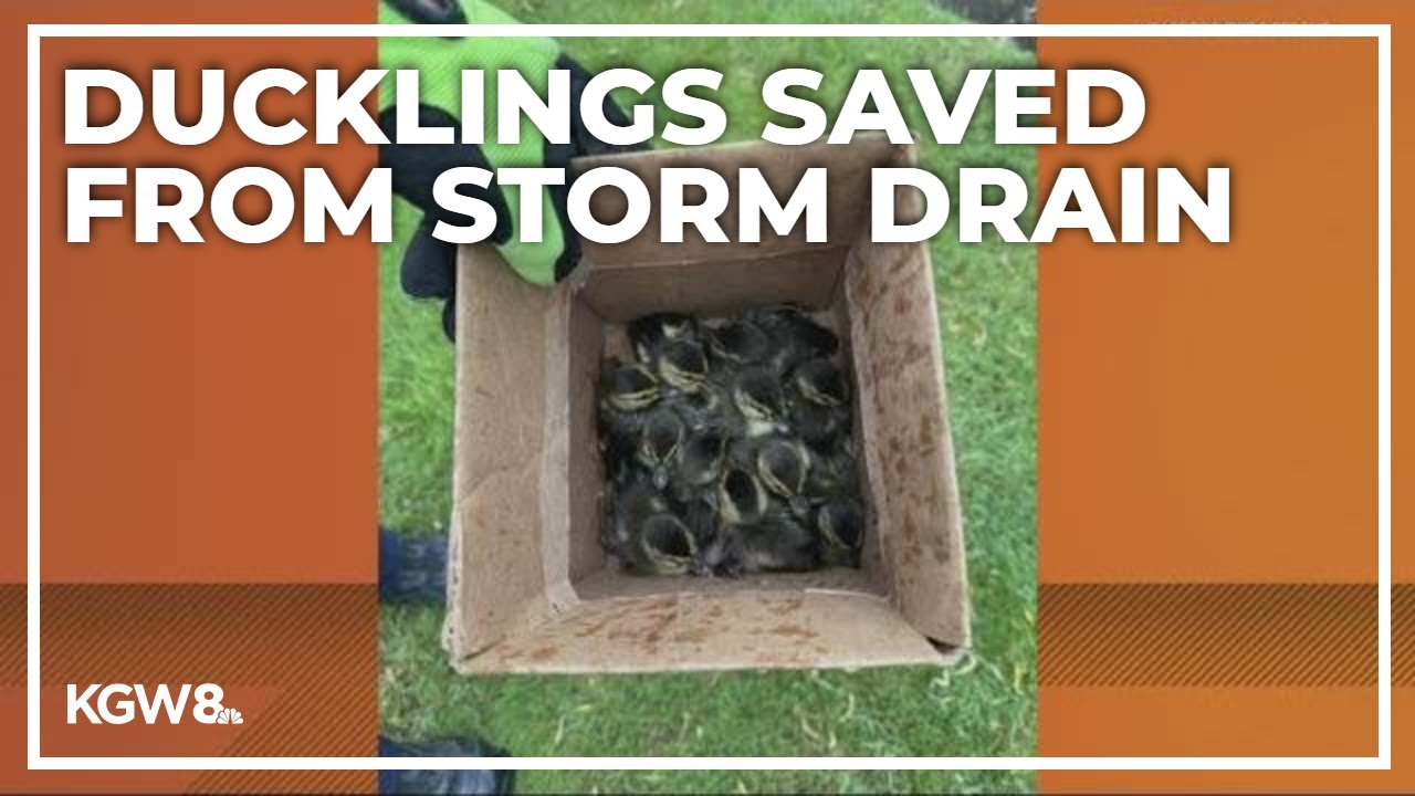 Ducklings rescued from storm drain in Hillsboro - YouTube