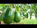 How to Grow Avocados in Containers - Complete Growing Guide