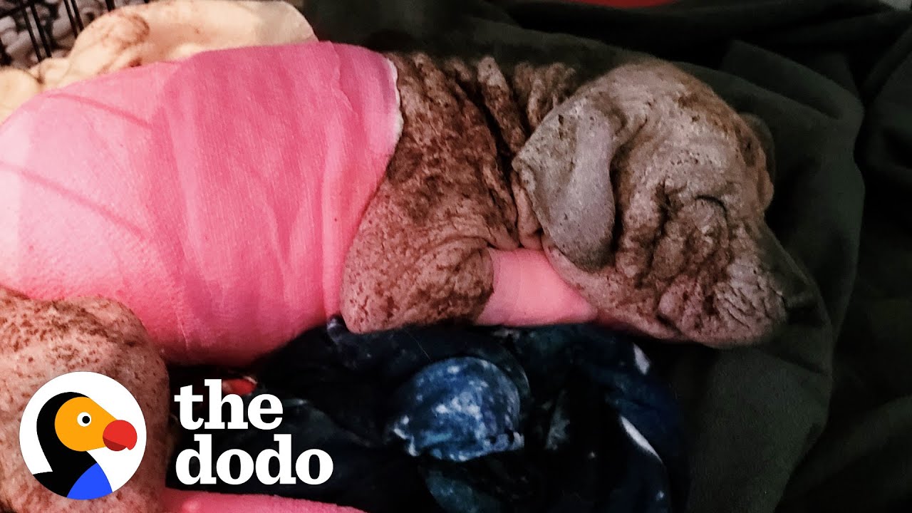  Abandoned Hairless Puppy Transforms Into The Most Gorgeous Pittie | The Dodo Faith = Restored