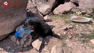 We took water to puppies in remote areas. We went to have the puppies around rocks get used to us