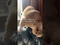 保護猫ミラついに隔離部屋卒業!#保護猫ミラ#外猫しまちゃん#元野良猫#保護猫#猫のいる暮らし