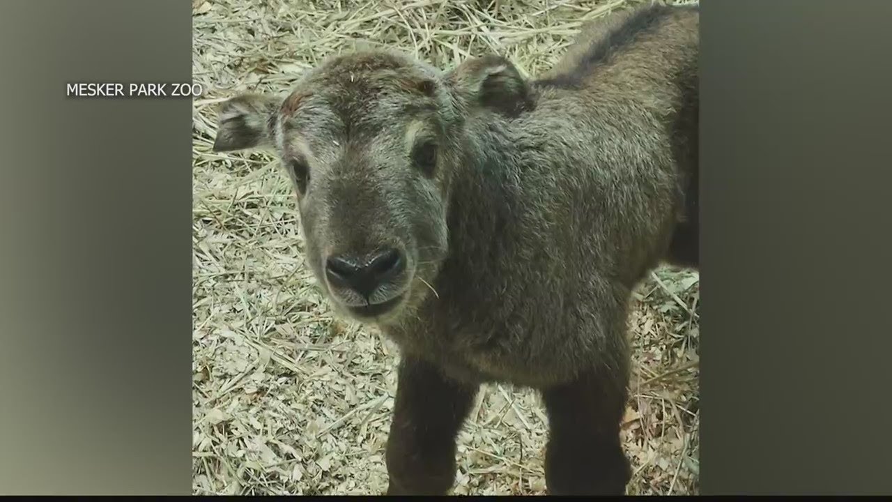 Mesker Park Zoo Jetsan, newborn baby takin YouTube