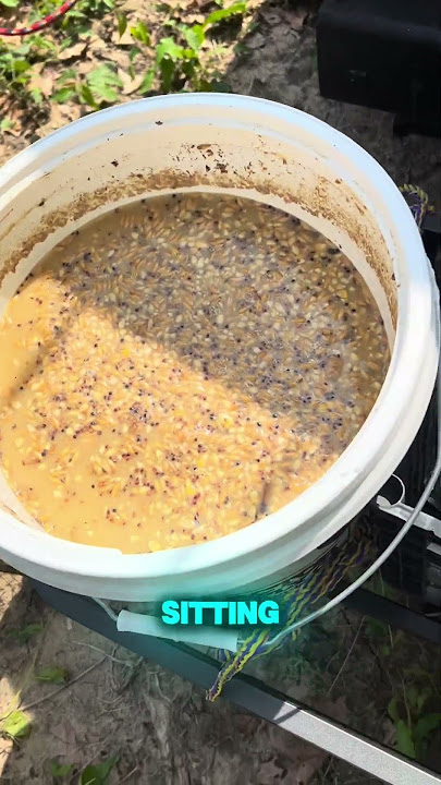 Catfish chum #fishing #cooking #outdoors