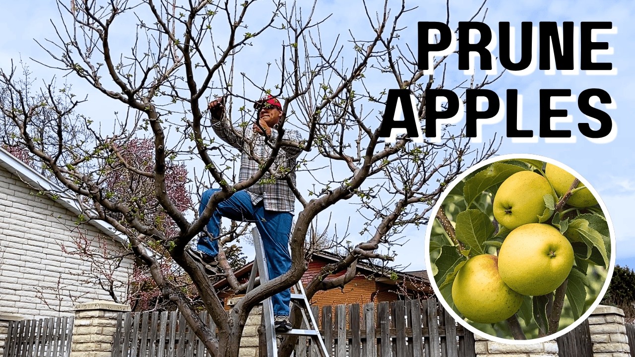 How to Prune Apples: 25-Year Old Golden Delicious Apple Tree - YouTube