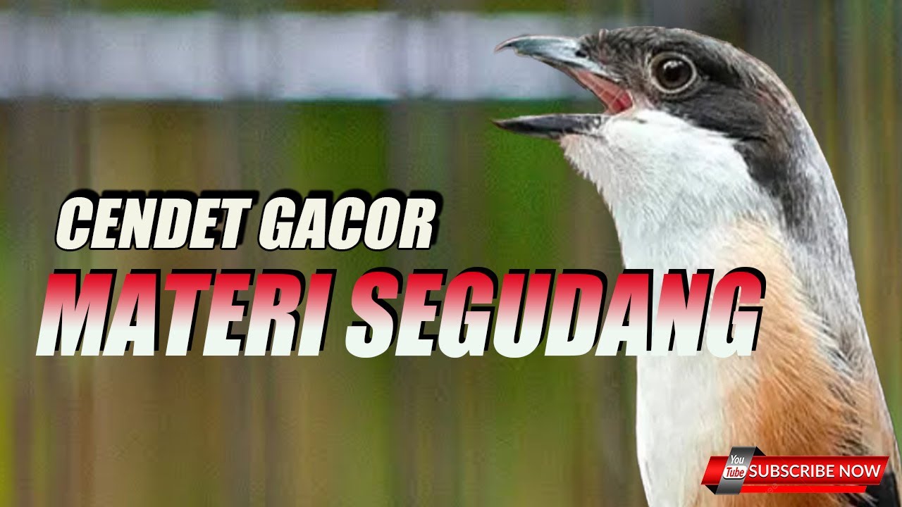 CENDET GACOR MATERI MEWAH SEGUDANG COCOK UNTUK MASTERAN TROTOL CALON JUARA