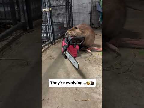 Beaver Holding a Chainsaw - What Could Go Wrong?! 🦫🪚😳😂