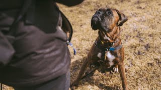 The Amazing Talents of Boxer Dogs