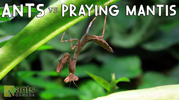 Ants vs. Praying Mantis