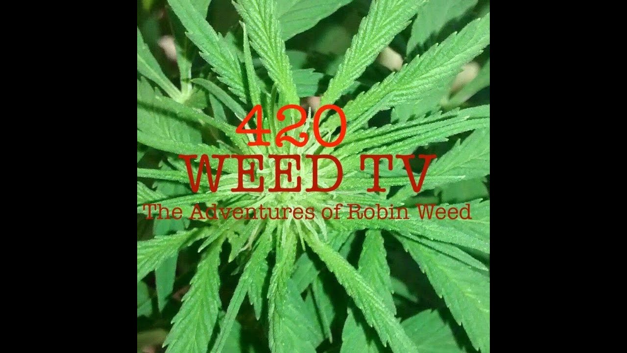 420WEED TV - My Four Plants