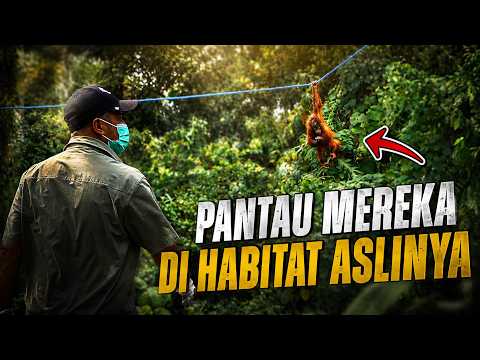 Mengenal lebih dalam dengan Sekolah Hutan untuk Satwa LANGKA di Long Sam CAN Borneo!