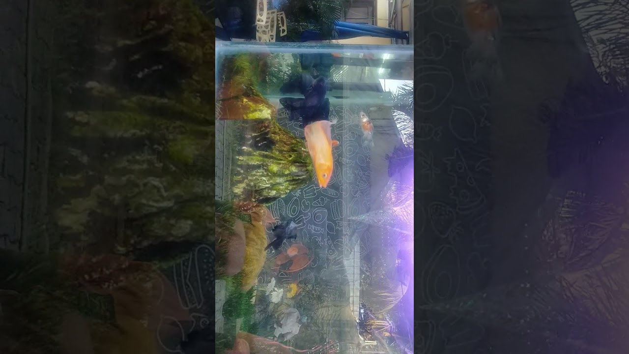 Rajadahani gardan cafe😊 kottarakara Navtour