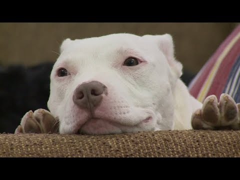 Video: Kontroversielt Pit Bull Ban Løftet I Iowa Town