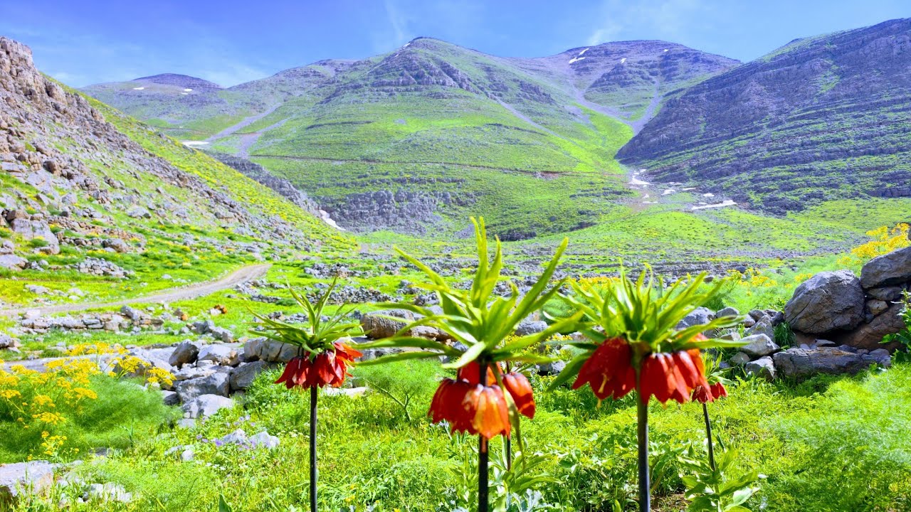 Qilaban, Zozana Serê Ro-23.05.2024-