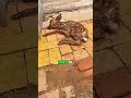 Baby deer got Reborn 😭